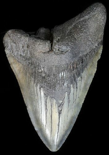Partial, Megalodon Tooth - South Carolina #42237